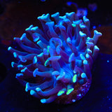 Green Splatter Hammer Coral
