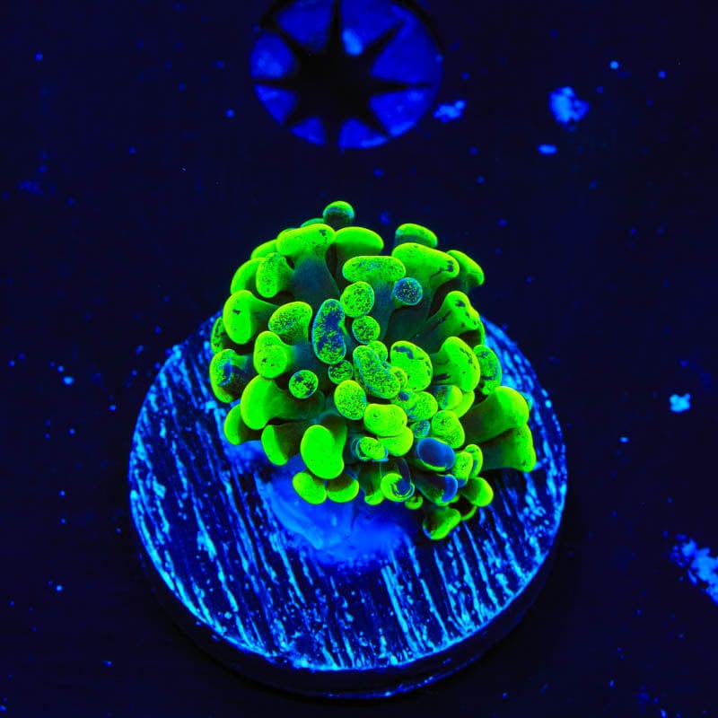 Green Splatter Hammer Coral
