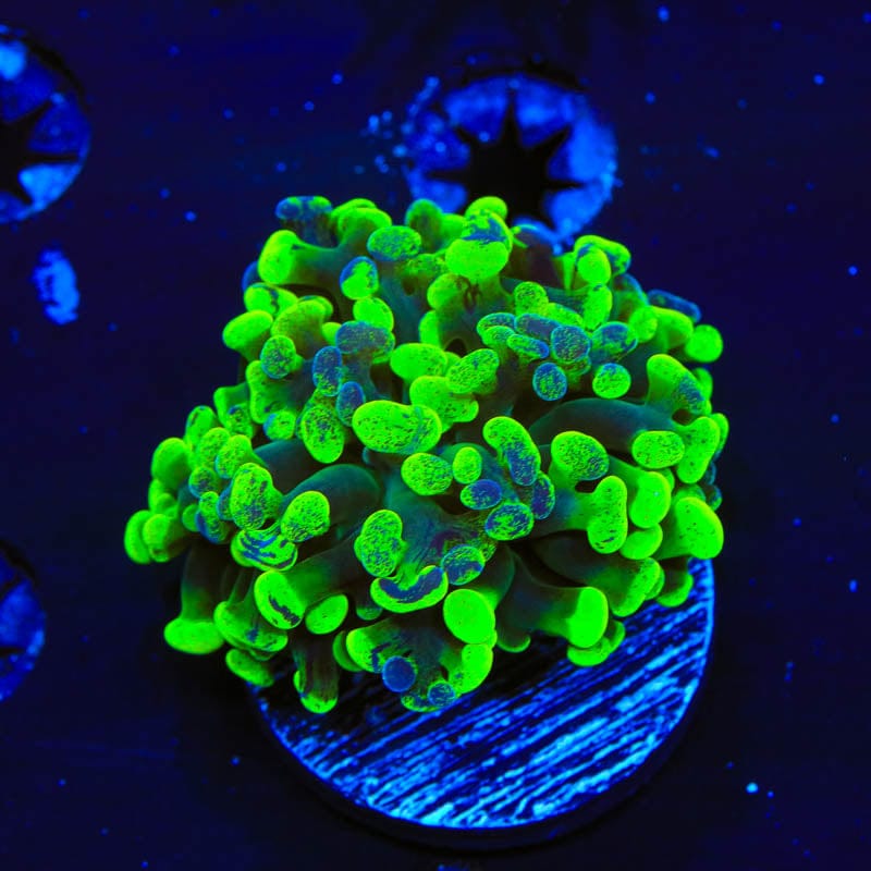 Green Splatter Hammer Coral