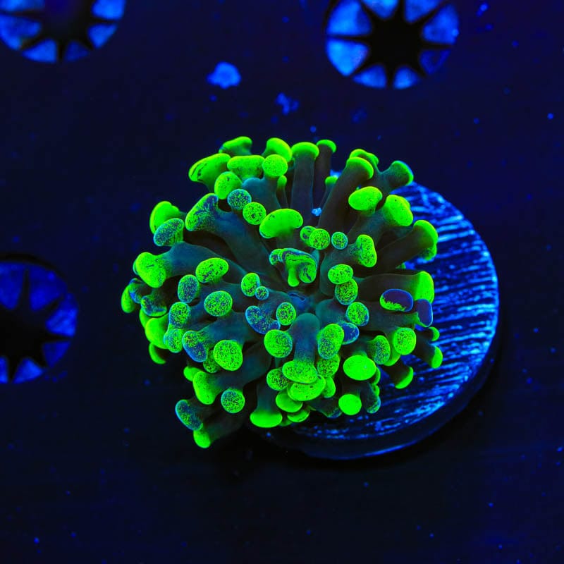 Green Splatter Hammer Coral