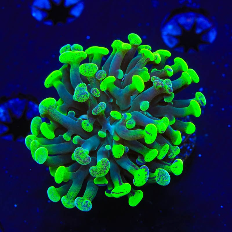 Green Splatter Hammer Coral