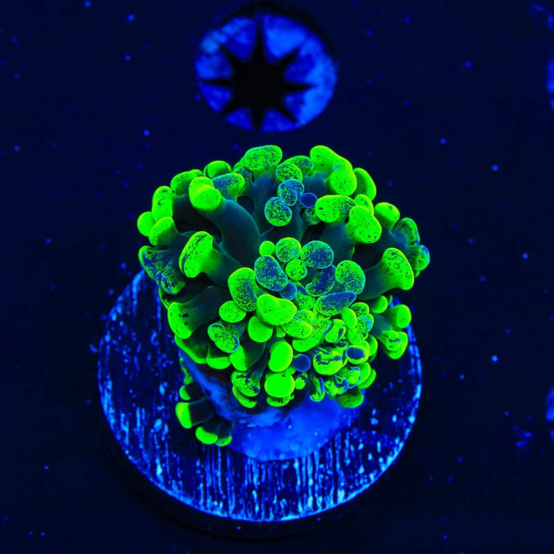 Green Splatter Hammer Coral