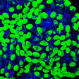 Green Splatter Hammer Coral