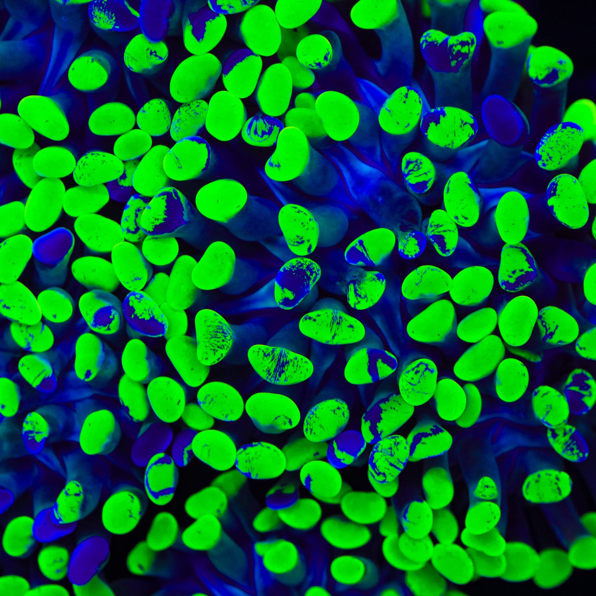 Green Splatter Hammer Coral