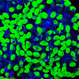 Green Splatter Hammer Coral
