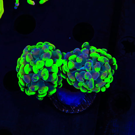 Green Splatter Hammer Coral