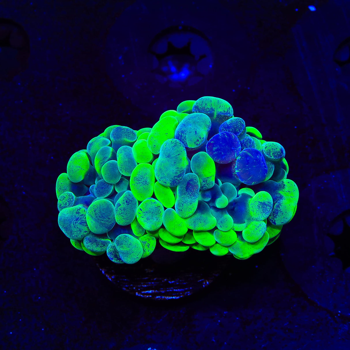 Green Splatter Hammer Coral