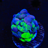 Green Splatter Hammer Coral