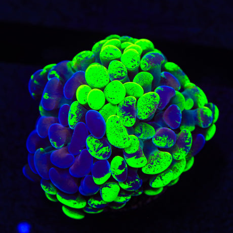 Green Splatter Hammer Coral