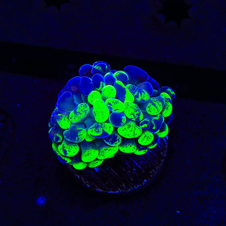 Green Splatter Hammer Coral