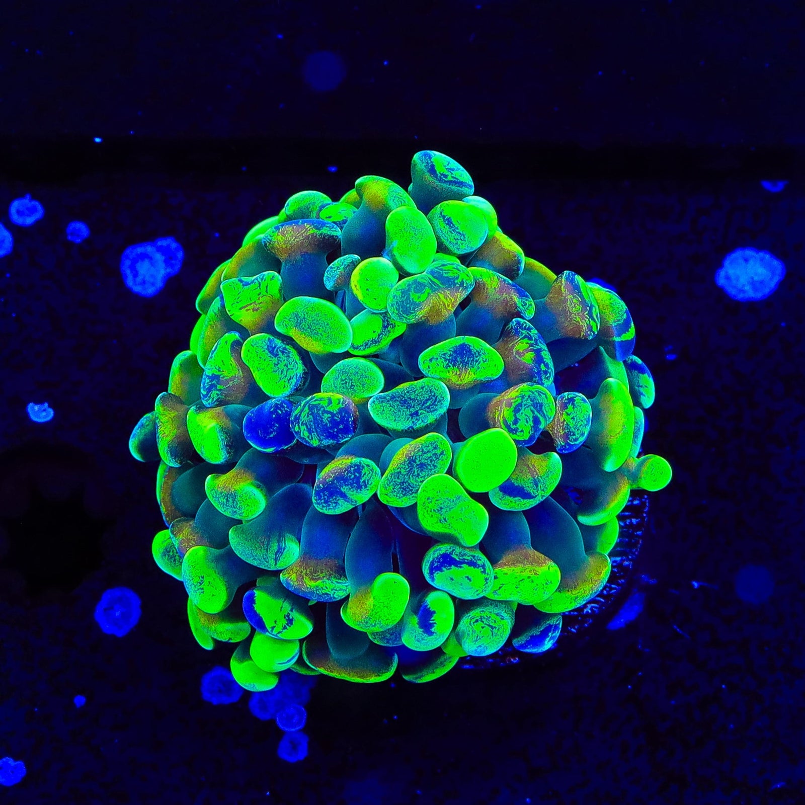 Green Splatter Hammer Coral