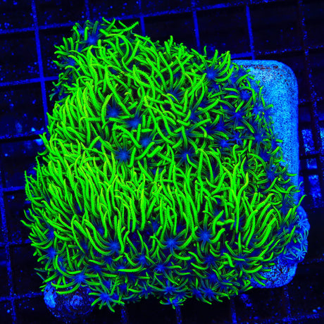 Green Star Polyps Colony Coral