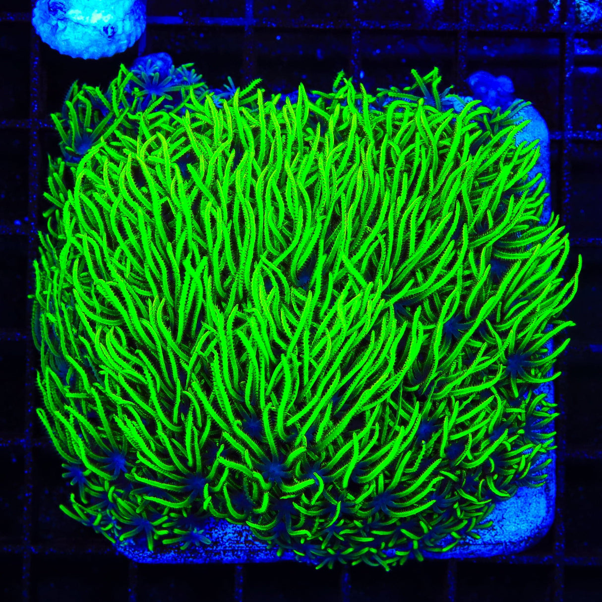 Green Star Polyps Colony Coral