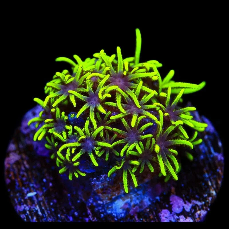 Green Star Polyps Coral