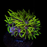 Green Star Polyps Coral