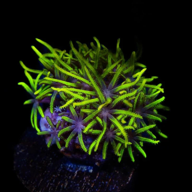 Green Star Polyps Coral