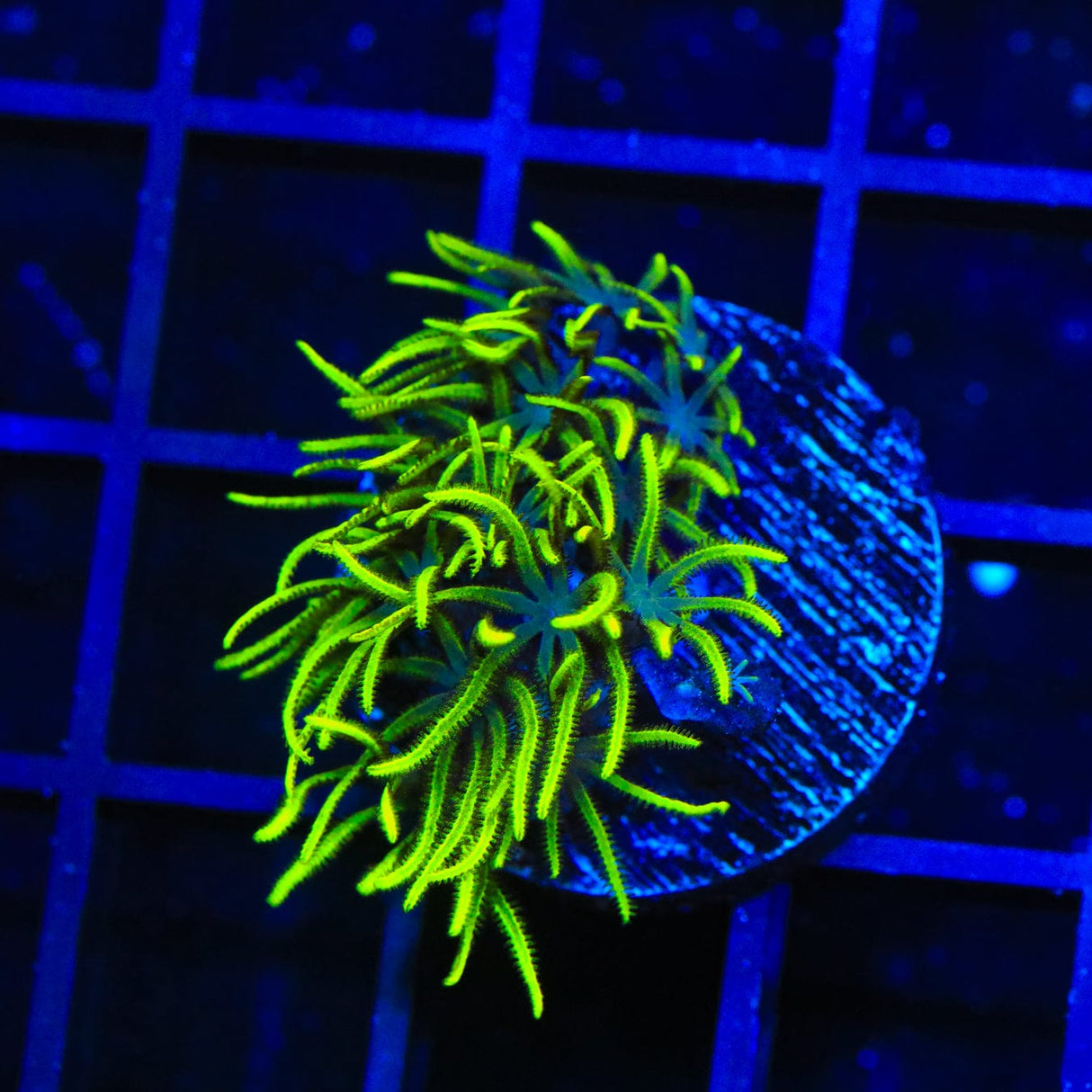 Green Star Polyps Coral