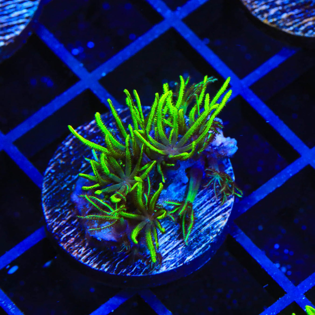 Green Star Polyps Coral