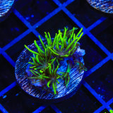 Green Star Polyps Coral