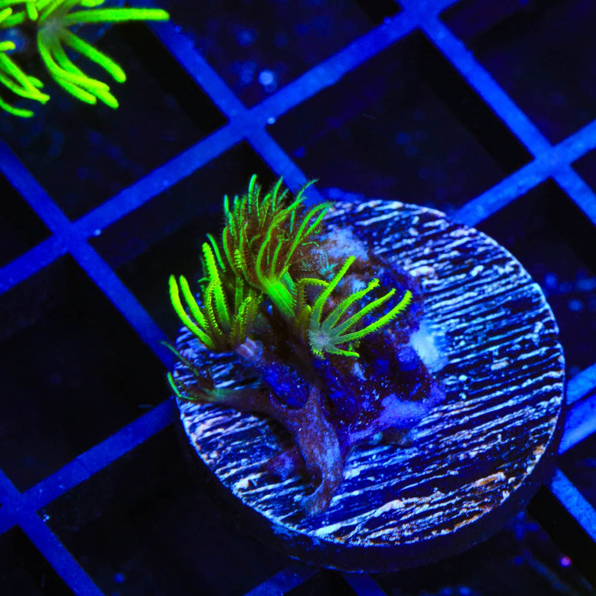 Green Star Polyps Coral