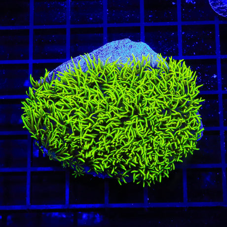 Green Star Polyps XL Frag Coral