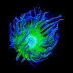 Green Stem Duncan Coral