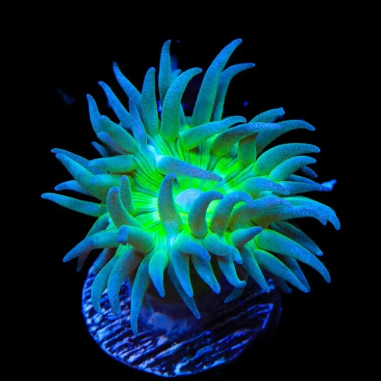 Green Stem Duncan Coral