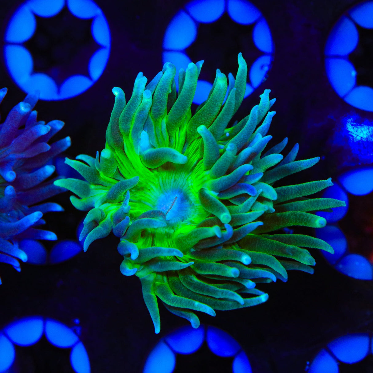 Green Stem Duncan Coral