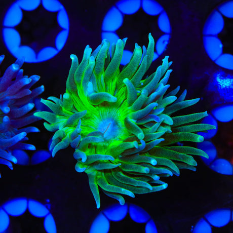 Green Stem Duncan Coral
