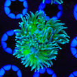 Green Stem Duncan Coral