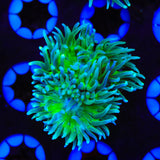 Green Stem Duncan Coral