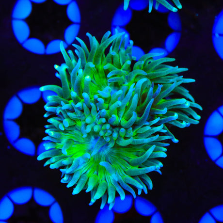 Green Stem Duncan Coral