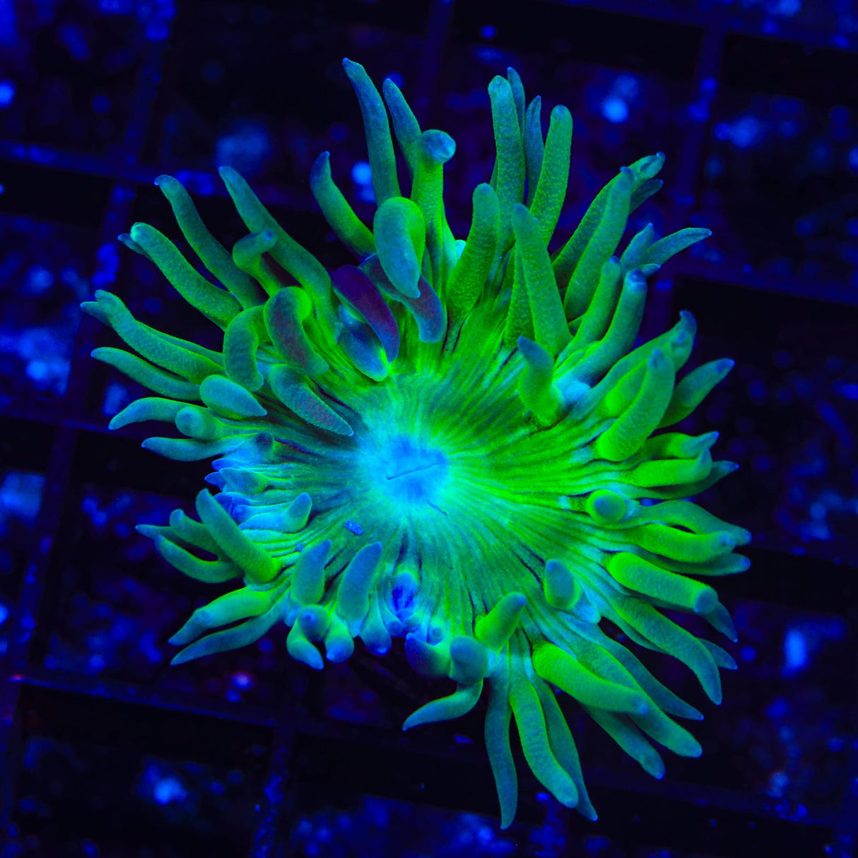 Green Stem Duncan Coral