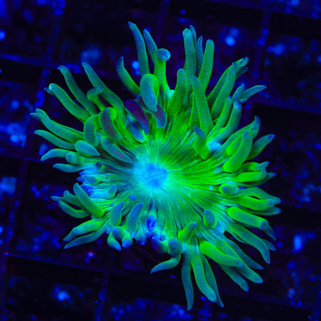 Green Stem Duncan Coral