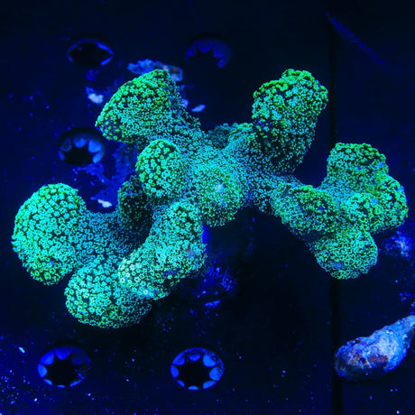 Green Stylophora Colony Coral