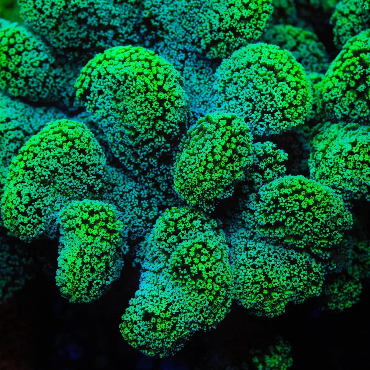 Green Stylophora Coral