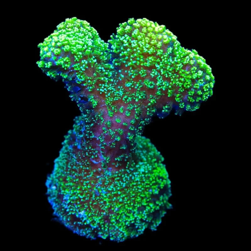 Green Stylophora Coral