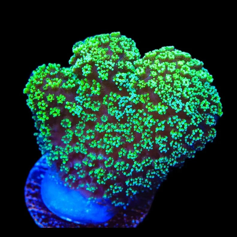 Green Stylophora Coral