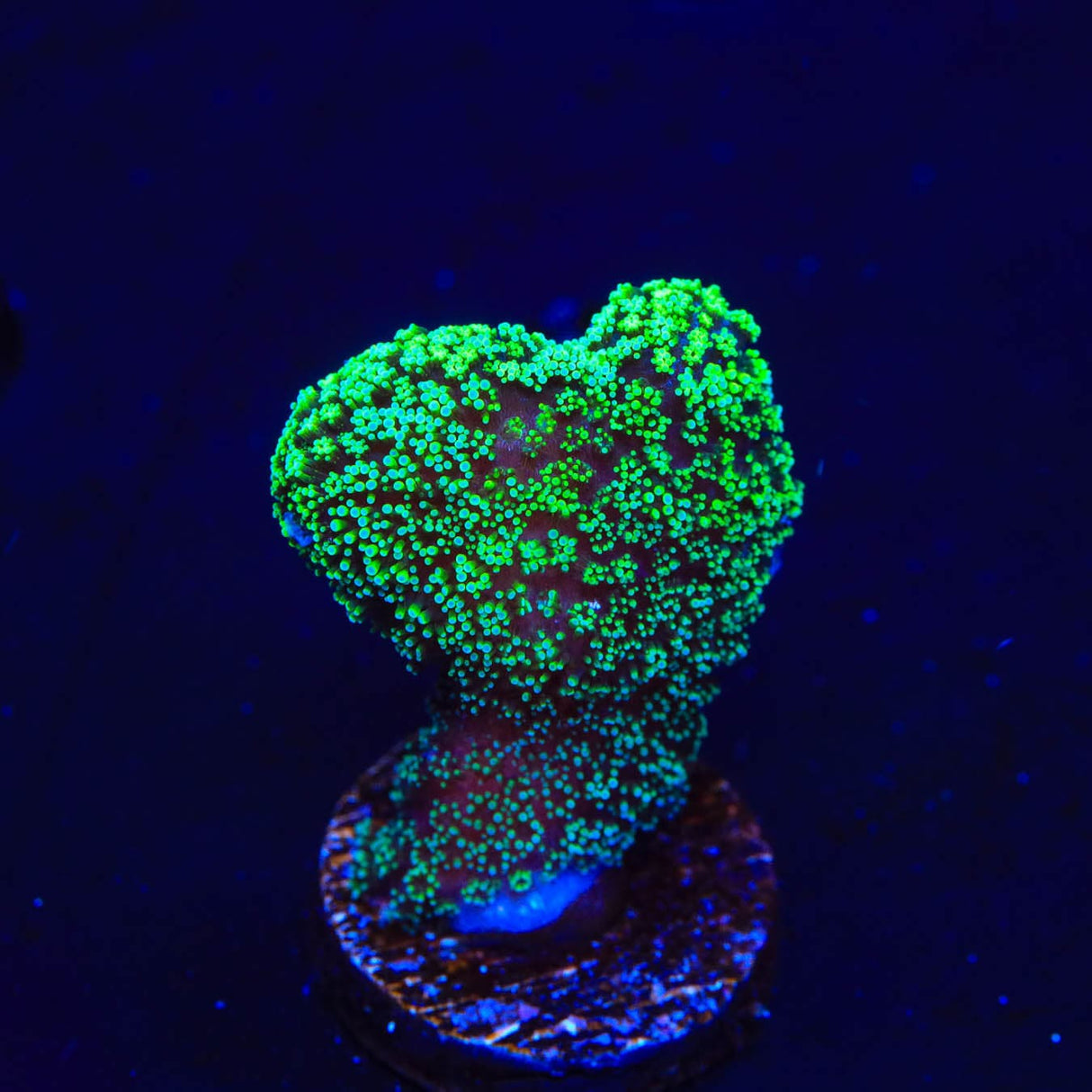 Green Stylophora Coral