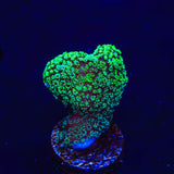 Green Stylophora Coral