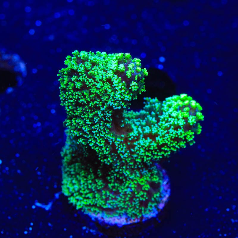 Green Stylophora Coral