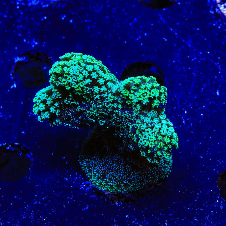 Green Stylophora XL Frag Coral
