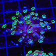 Green Tip Alveopora Coral