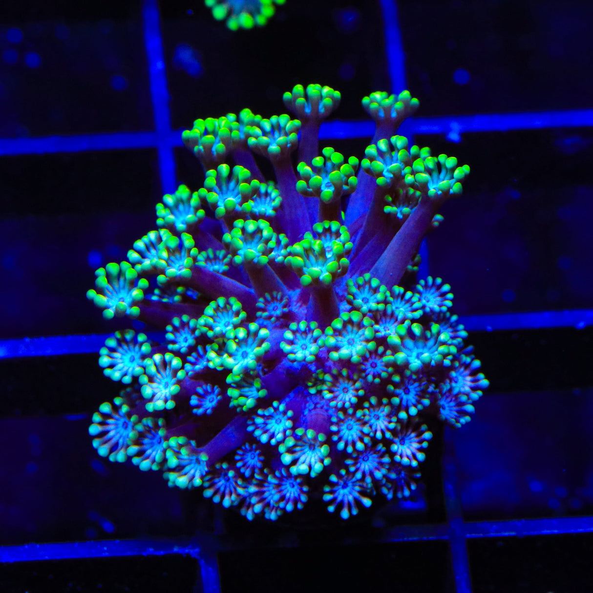 Green Tip Alveopora Coral