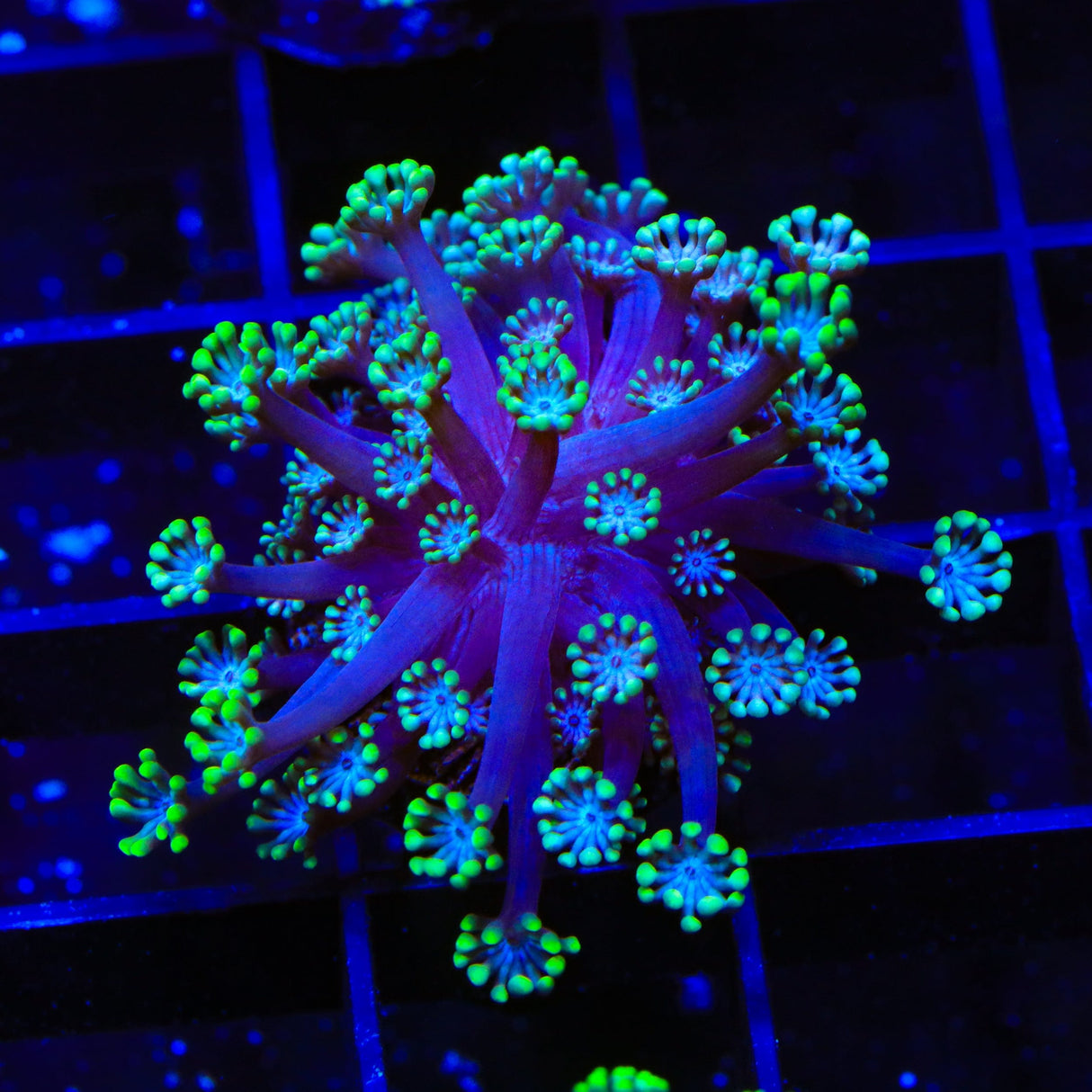 Green Tip Alveopora Coral