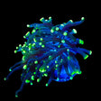 Green Tip Frammer Coral