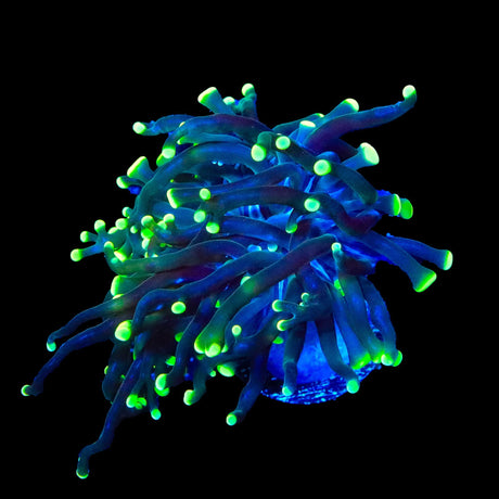 Green Tip Frammer Coral