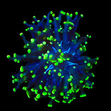 Green Tip Frammer Coral