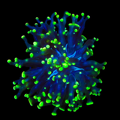 Green Tip Frammer Coral
