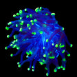 Green Tip Frammer Coral